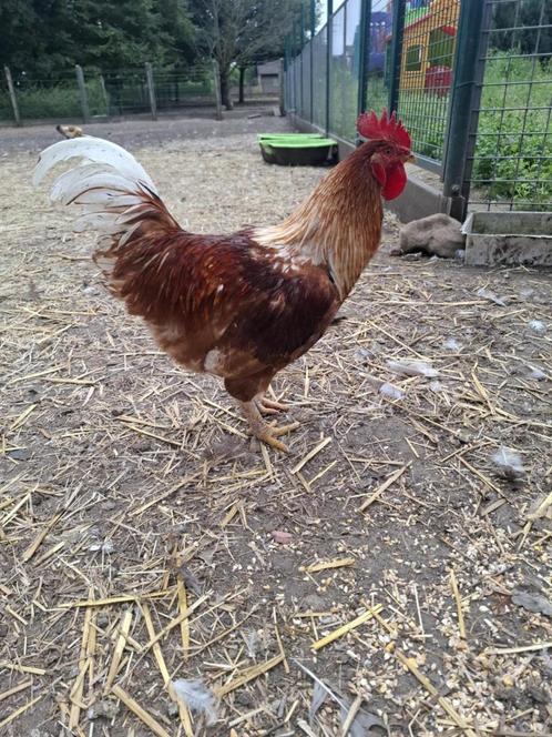 Nog enkele mooie hanen beschikbaar !!!., Dieren en Toebehoren, Pluimvee, Kip, Mannelijk