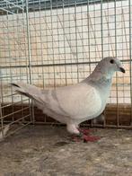 Belgische tentoonstellingsduif - poederblauw, Dieren en Toebehoren, Vogels | Duiven, Meerdere dieren, Postduif