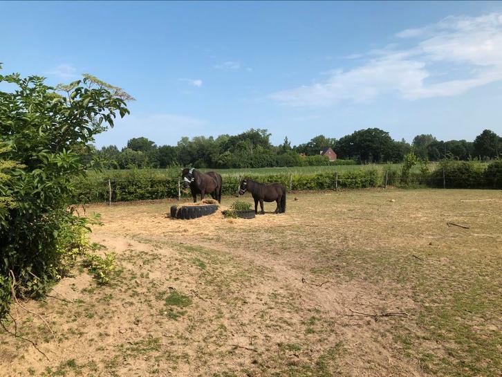 Verzorger gezocht voor IJslandse merrie, Dieren en Toebehoren, Stalling en Weidegang