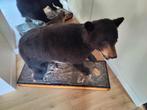 zwarte beer taxidermie, Verzamelen, Dierenverzamelingen, Ophalen