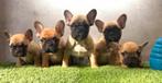 Franse bulldog pups bij ons thuis geboren, Dieren en Toebehoren, België, Fokker | Hobbymatig, CDV (hondenziekte), 8 tot 15 weken