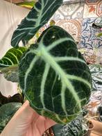 Alocasia ninja (variegata), Ophalen of Verzenden