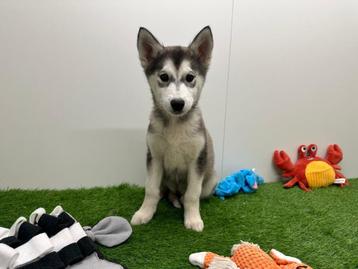 Siberische Husky pups beschikbaar voor biedingen