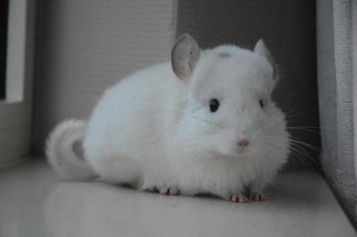 chinchilla wit violet vrouwtje, Dieren en Toebehoren, Knaagdieren, Vrouwelijk, Chinchilla, September