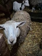 Agneaux   a vendre 2 mal et 4 femelle   de 7 mois  vacciné