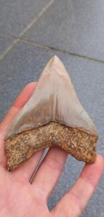 Megalodon haaientand met zeer scherpe karteling fossiel, Ophalen of Verzenden, Fossiel