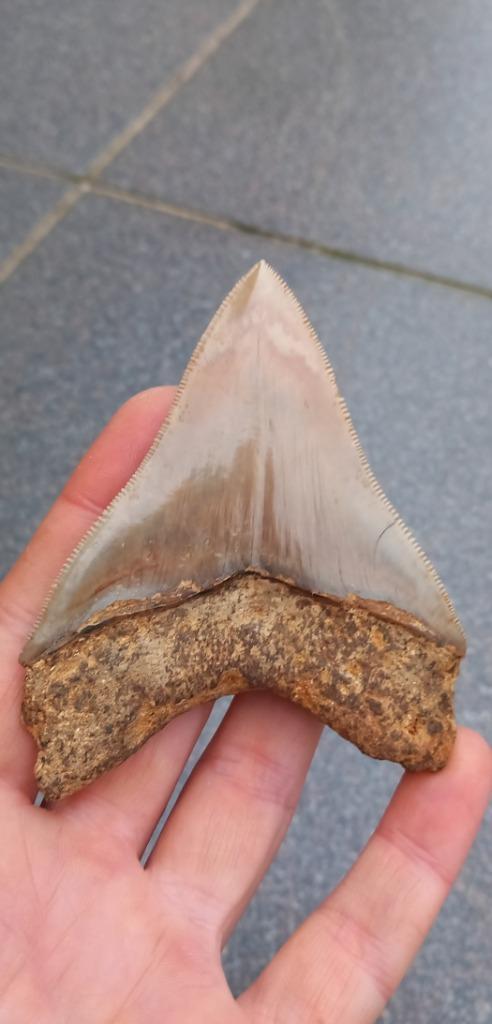 Megalodon haaientand met zeer scherpe karteling fossiel, Verzamelen, Mineralen en Fossielen, Fossiel, Ophalen of Verzenden