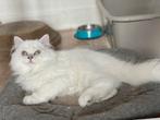 Britse korthaar en langhaar kittens mogen al verhuizen, Dieren en Toebehoren, Katten en Kittens | Raskatten | Korthaar, Meerdere dieren