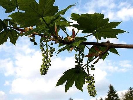 Gewone esdoorn - Acer pseudoplatanus (boom), Tuin en Terras, Planten | Bomen, Ophalen