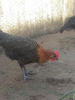 Jonge goudbrakel hanen te koop, Dieren en Toebehoren, Pluimvee, Mannelijk, Kip