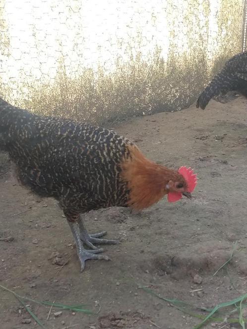Jonge goudbrakel hanen te koop, Dieren en Toebehoren, Pluimvee, Kip, Mannelijk