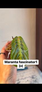 Maranta-fascinator, Ophalen of Verzenden