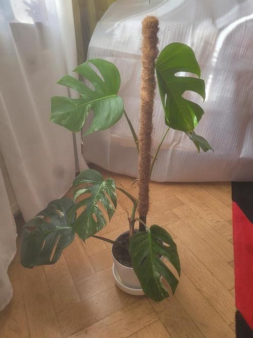 Monstera Deliciosa „Variegata”, Huis en Inrichting, Kamerplanten, Overige soorten, Minder dan 100 cm, Groene kamerplant, Halfschaduw