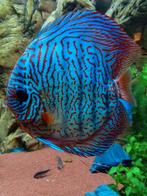 Discus