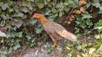 Leghorn - Hen + twee Hanen, Dieren en Toebehoren, Pluimvee
