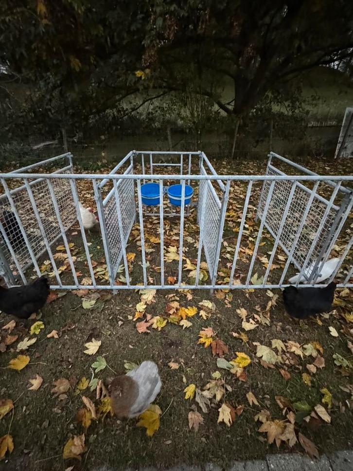 Lammerhekjes, Dieren en Toebehoren, Schapen, Geiten en Varkens
