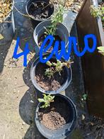 Vlinderstruik, Tuin en Terras, Planten | Tuinplanten, Ophalen