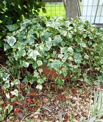 Klimop, Ophalen, Vaste plant