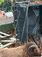 2 béliers, Animaux & Accessoires, Moutons, Chèvres & Cochons, Mâle, Mouton, 0 à 2 ans