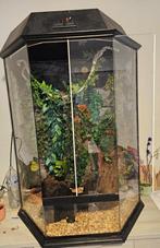 terrarium met toebehoren, Ophalen, Zo goed als nieuw, Terrarium of Paludarium