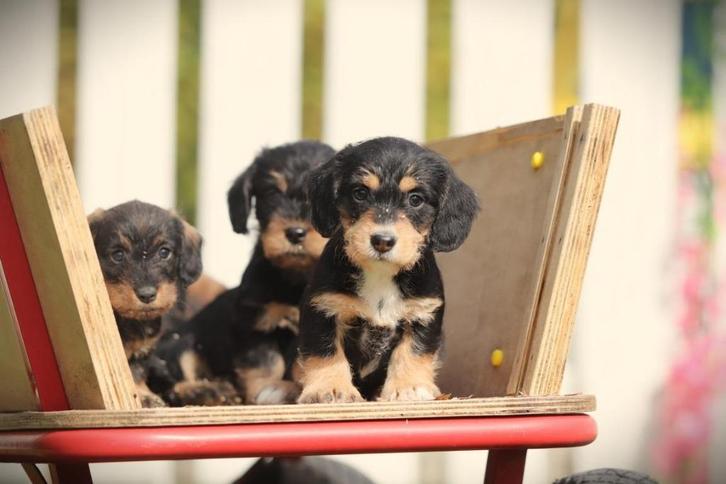 Ruwharige Dwergteckel pups, DNA getest, Dieren en Toebehoren, Honden | Teckels en Dashonden, Meerdere dieren, Ruwhaar, Dwerg, Fokker | Professioneel