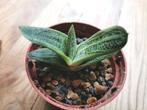 Gasteria hogwarts jonge scheutjes - gezonde plant., Huis en Inrichting, Ophalen, Vetplant, Minder dan 100 cm, Volle zon