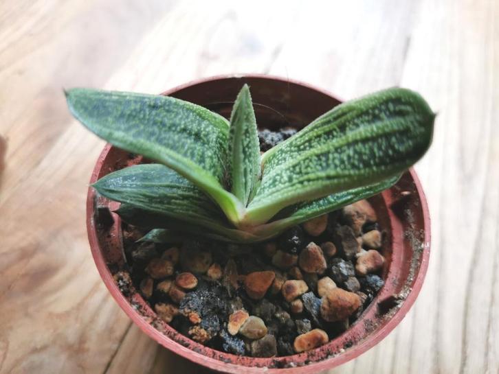Gasteria hogwarts jonge scheutjes - gezonde plant., Huis en Inrichting, Kamerplanten, Vetplant, Minder dan 100 cm, Groene kamerplant