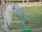 parkieten, Plusieurs animaux, Perruche, Bagué