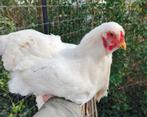 Witte brahma hen, Dieren en Toebehoren, Pluimvee, Vrouwelijk, Kip