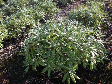 Rhododendron ponticum'Roseum' beschikbaar voor biedingen