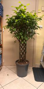 Grote kamerplant ficus op stronk +- 130cm hoog, Huis en Inrichting, Kamerplanten, Ophalen, Ficus