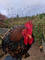 Cochin kriel goudzwartgezoomd, Dieren en Toebehoren, Pluimvee