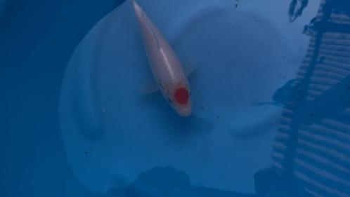 Tancho Kohaku, Dieren en Toebehoren, Vissen | Vijvervissen, Karper of Koi