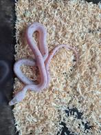 Panthèrophis guttatus, Serpent, 0 à 2 ans