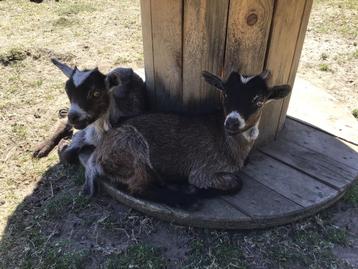 Dwerg Geitenbokje bruin schimmel, Dieren en Toebehoren, Schapen, Geiten en Varkens, Mannelijk, Geit, 0 tot 2 jaar