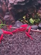 Te koop! Bloody Mary High Grade Garnalen, Kreeft, Krab of Garnaal, Zoetwatervis, Schoolvis