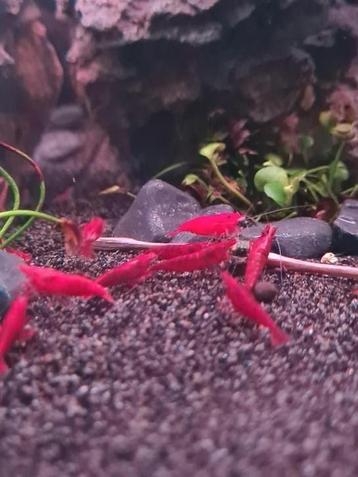 Te koop! Bloody Mary High Grade Garnalen beschikbaar voor biedingen