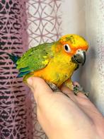 Jeunes mâles conures soleils EAM/très bien apprivoisés, Femelle, Perroquet, Domestique