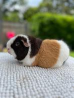 US Teddy Cavia zeug, Dieren en Toebehoren, Knaagdieren, Vrouwelijk, Cavia, Tam