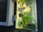 Te koop, Vis, Zoetwatervis