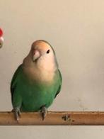 Roseicollie aqua man, Dieren en Toebehoren, Vogels | Parkieten en Papegaaien, Mannelijk, Dwergpapegaai of Agapornis, Geringd