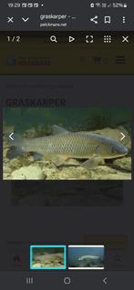 Graskarper, Ophalen, Nieuw, Overige typen
