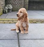 engelse cocker pups, Parvo, België, 8 tot 15 weken, Meerdere