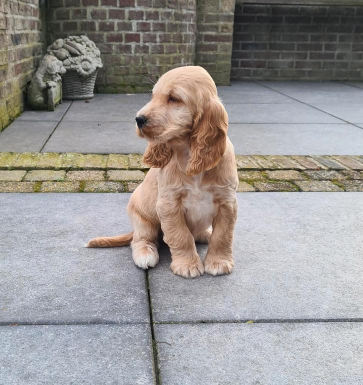 chiots cockers anglais, Animaux & Accessoires, Chiens | Retrievers, Épagneuls & Chiens d'eau, Plusieurs animaux, Épagneul, Éleveur | Professionnel