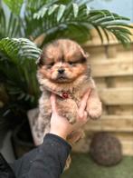 Prachtige mini chow chow pups (chow x dwergkeeshond), Dieren en Toebehoren, Honden | Poolhonden, Keeshonden en Oertypen, België