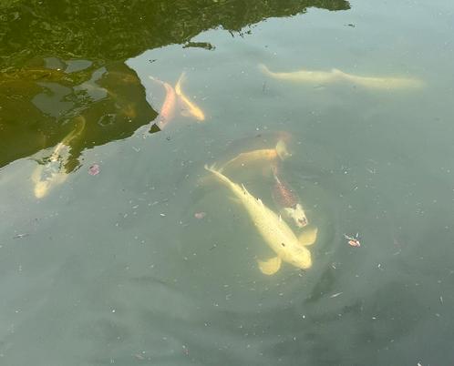 diverse vissen te koop, Dieren en Toebehoren, Vissen | Aquariumvissen, Zoetwatervis, Vis