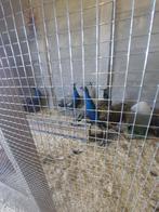 Jonge pauw hanen, Dieren en Toebehoren, Pluimvee, Meerdere dieren, Overige soorten