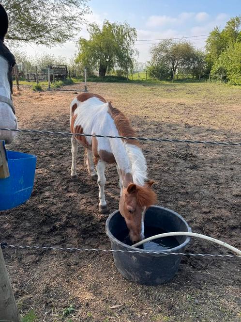 Drachtige bonte merrie, Dieren en Toebehoren, Pony's, Merrie, Zadelmak, B pony (1.17m tot 1.27m), Recreatiepony, 11 jaar of ouder