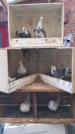 Meerdere kleuren postduiven te koop, Animaux & Accessoires, Oiseaux | Pigeons, Plusieurs animaux, Pigeon voyageur