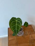 Anthurium Magnificum x Crystalinum, Huis en Inrichting, Kamerplanten, Ophalen of Verzenden